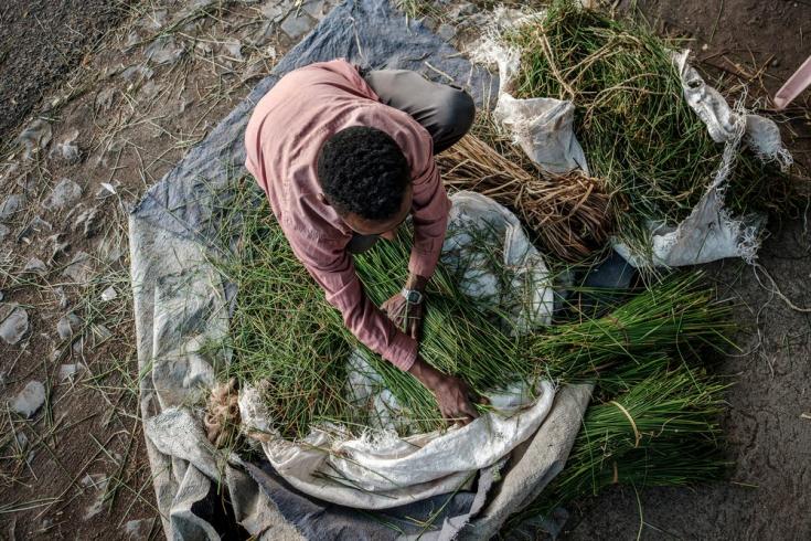 Un hombre arregla paquetes de hierba en el suelo de una calle de Alamata, en Etiopía, el 8 de diciembre de 2020.