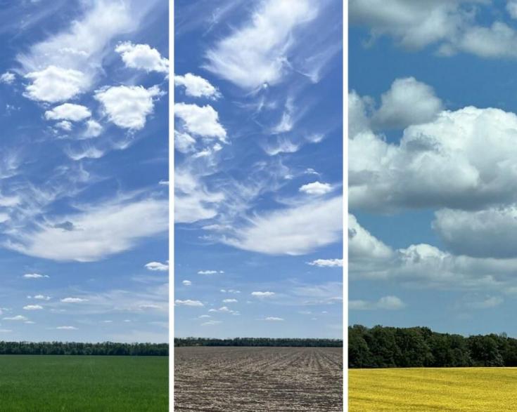 Campos de flores de trigo y soja en el centro de Ucrania