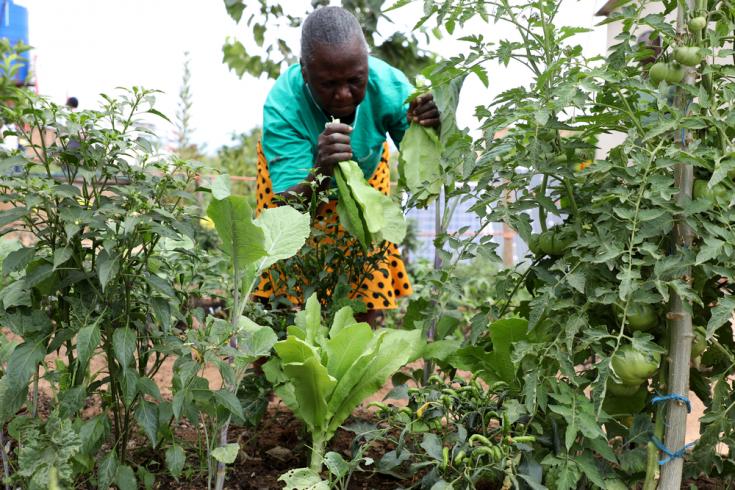 Cosechando productos sembrados con biofertilizante en Harare, Zimbabue