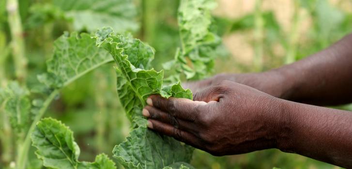 La comunidad de Stoneridge venden los productos que cosechan en sus jardines para generar ingresos extra.MSF/Manzongo John.