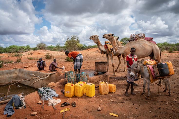 Los camellos se usan para transportar el agua potable para el consumo familiar en un ‘berkit’ completo (estanque de arcilla para recolectar agua de lluvia). Región somalí.