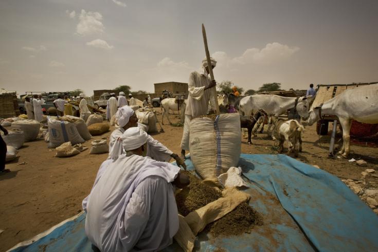 Grandes sacos de tombac siendo preparado en el mercado. Es un tabaco de mascar local producido en Tawila, estado de Darfur del Norte, Sudán occidental.