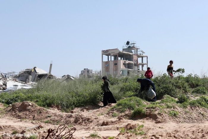 Una familia palestina recoge una planta silvestre para alimentarse en Beit Lahia. Gaza, Palestina, febrero de 2025.